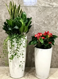 镇海绿植租摆行业数据-余姚绿植租赁费用-杭州湾花木租赁装饰-余姚绿植租摆申请